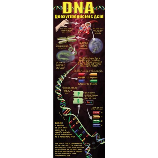 DNA POSTER